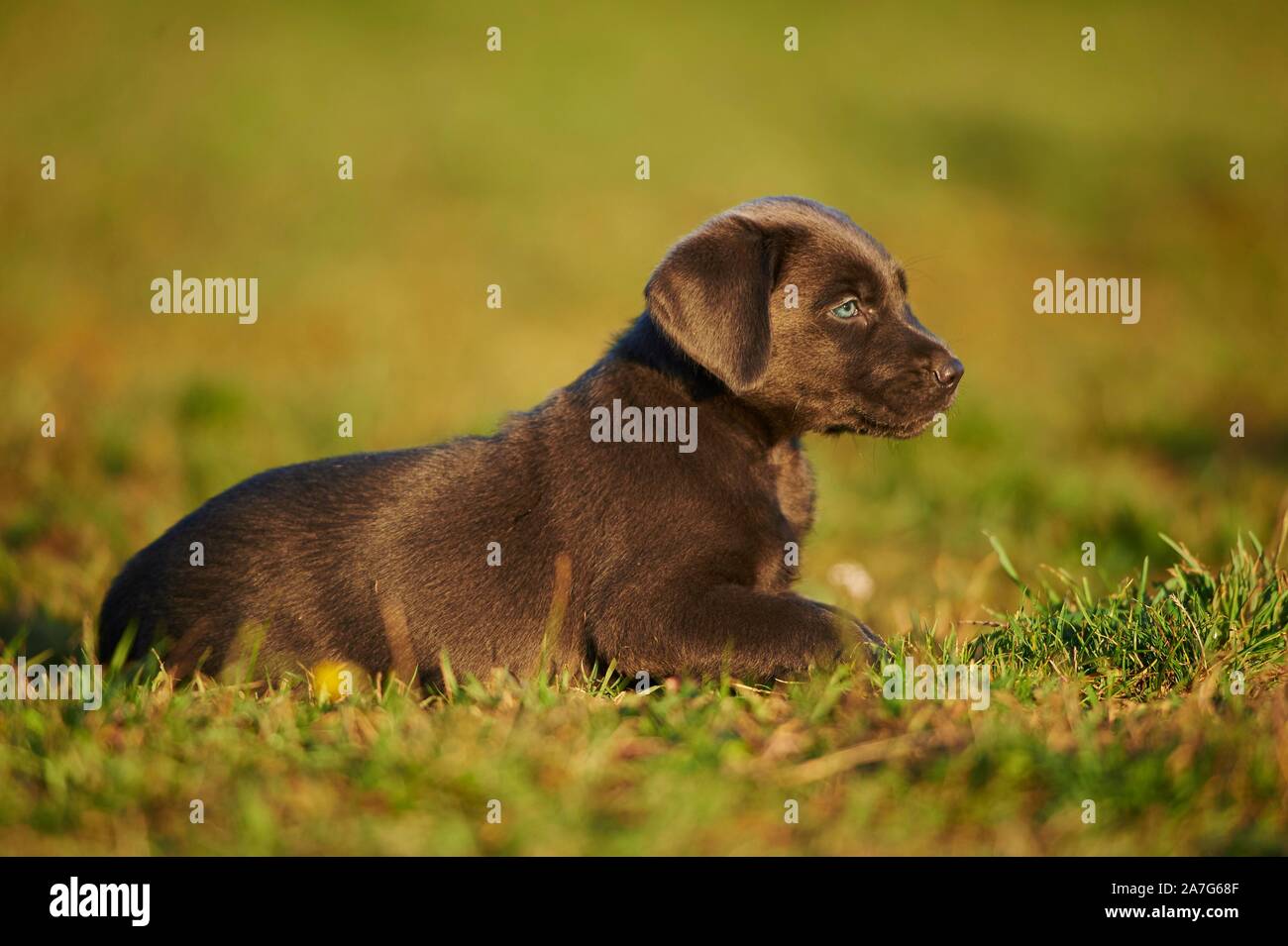 Labrador Retriever puppy lying on a meadow, Germany Stock Photo