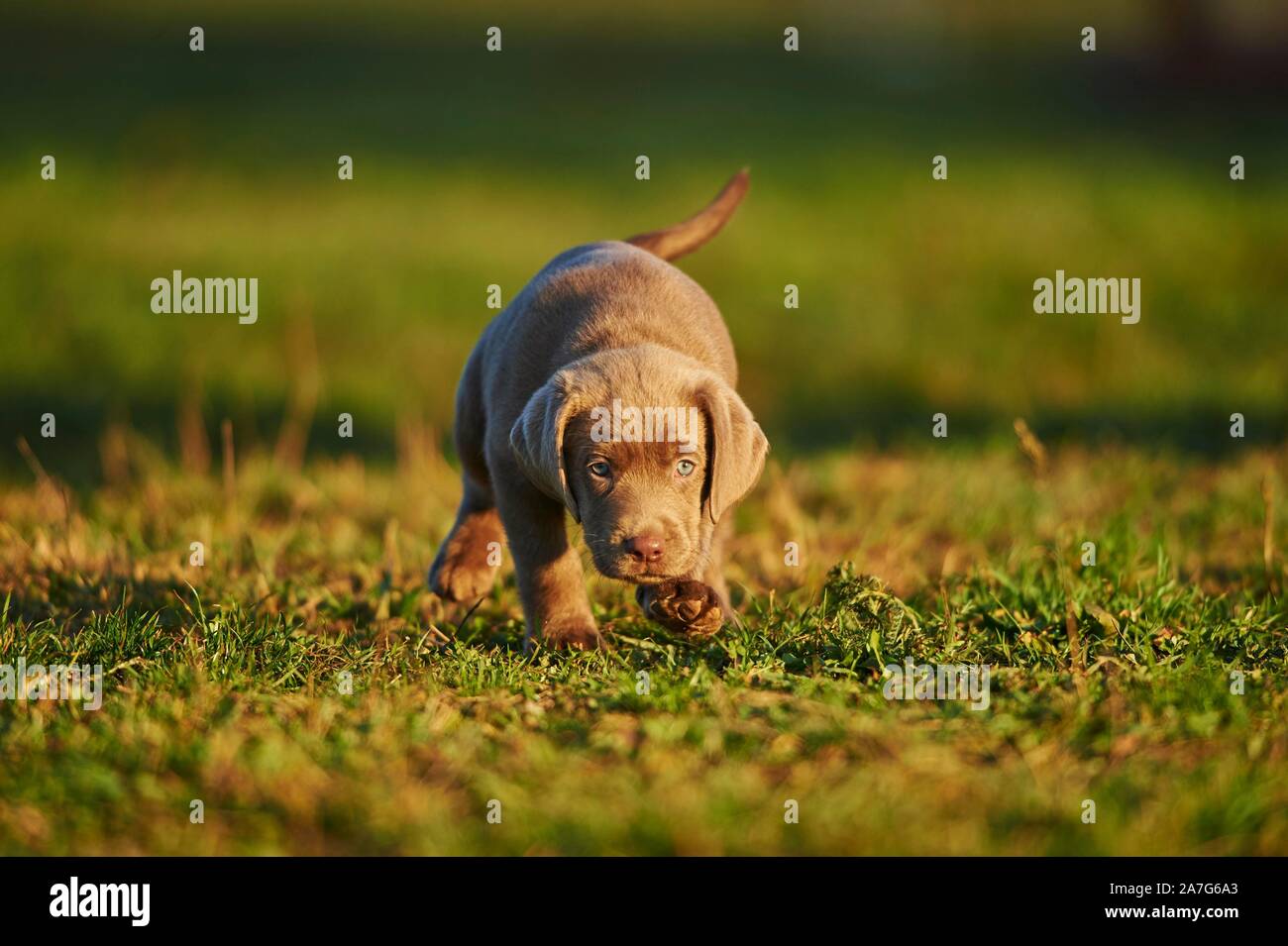 How Far Can You Walk A Labrador Puppy