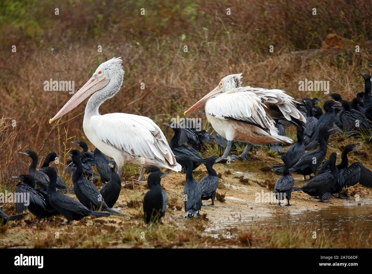 Birds, Senanayake Samuara Reservoir, Gal Oya National Park, Boat Safari, Sri Lanka Stock Photo