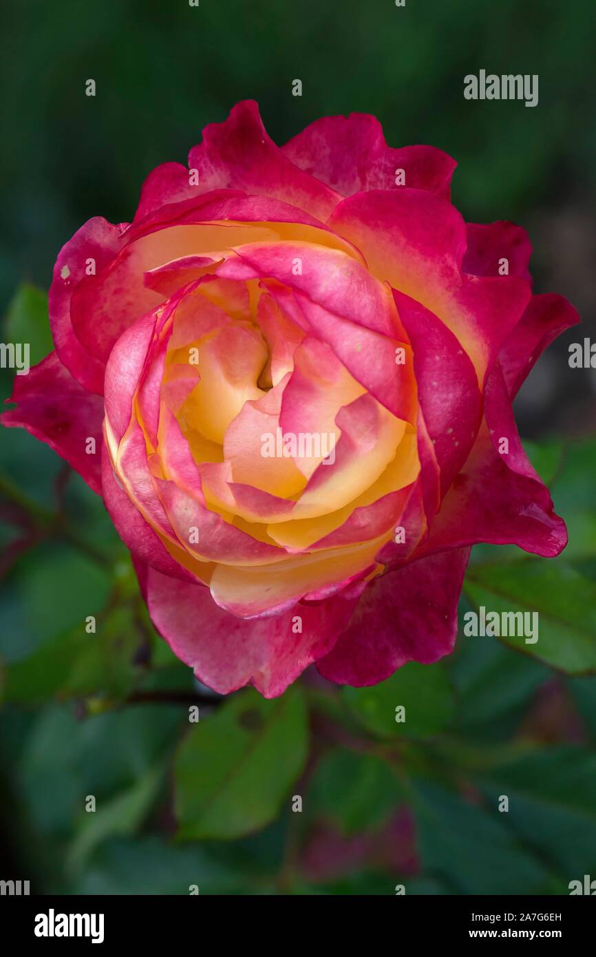 Rose blossom (Rosa), Bavaria, Germany Stock Photo