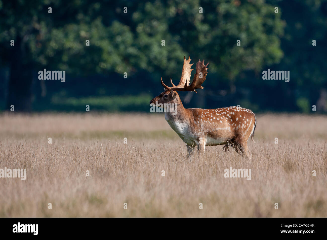 Fallow deer, (Dama dama), Common Chestnut coat with white mottles, it