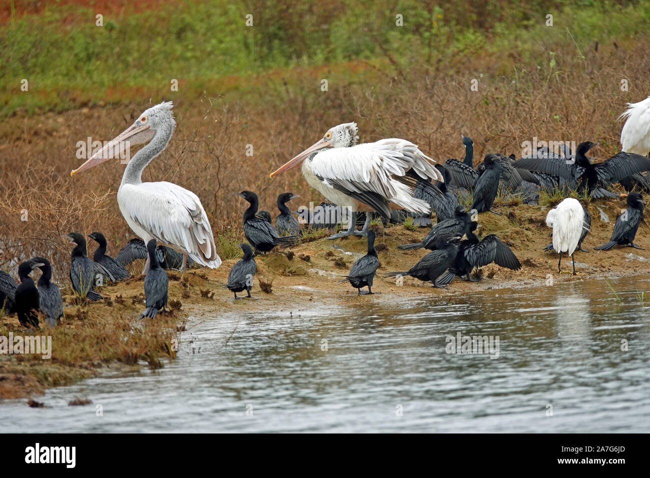 Birds, Senanayake Samuara Reservoir, Gal Oya National Park, Boat Safari, Sri Lanka Stock Photo