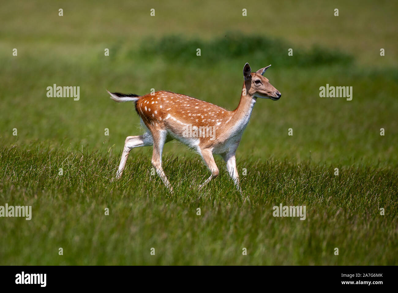 Fallow deer, (Dama dama), Common Chestnut coat with white mottles, it