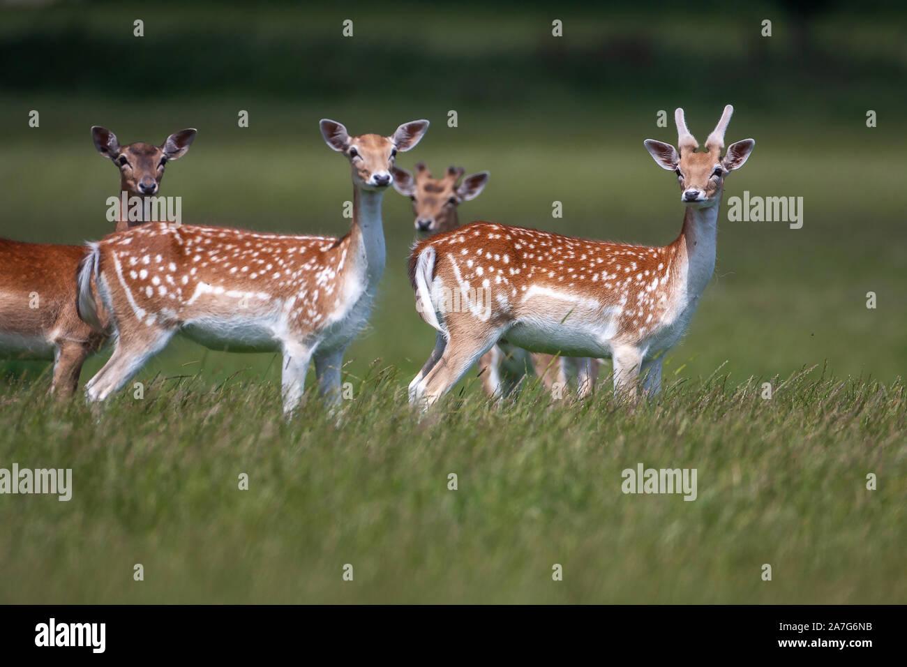 Fallow deer, (Dama dama), Common Chestnut coat with white mottles, it