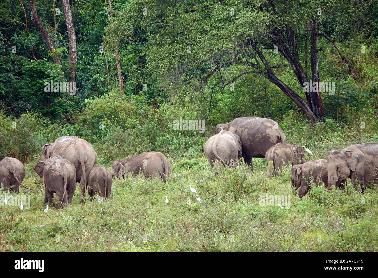 Elephants, Gal Oya National Park, Boat Safari, Sri Lanka Stock Photo
