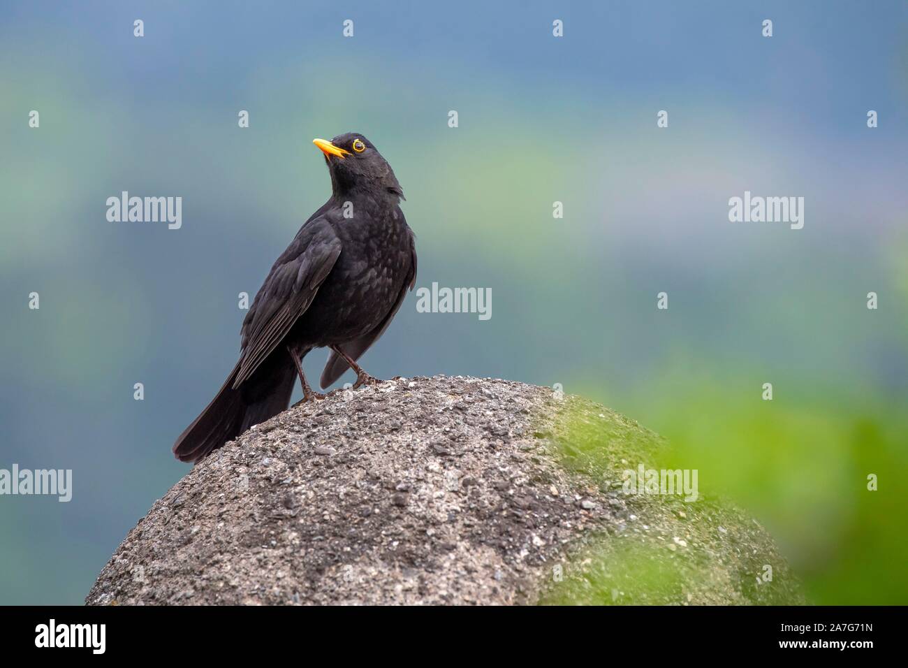 Blackbird (Turdus merula), male, sits on stone pillar, Schwaz, Tyrol, Austria Stock Photo