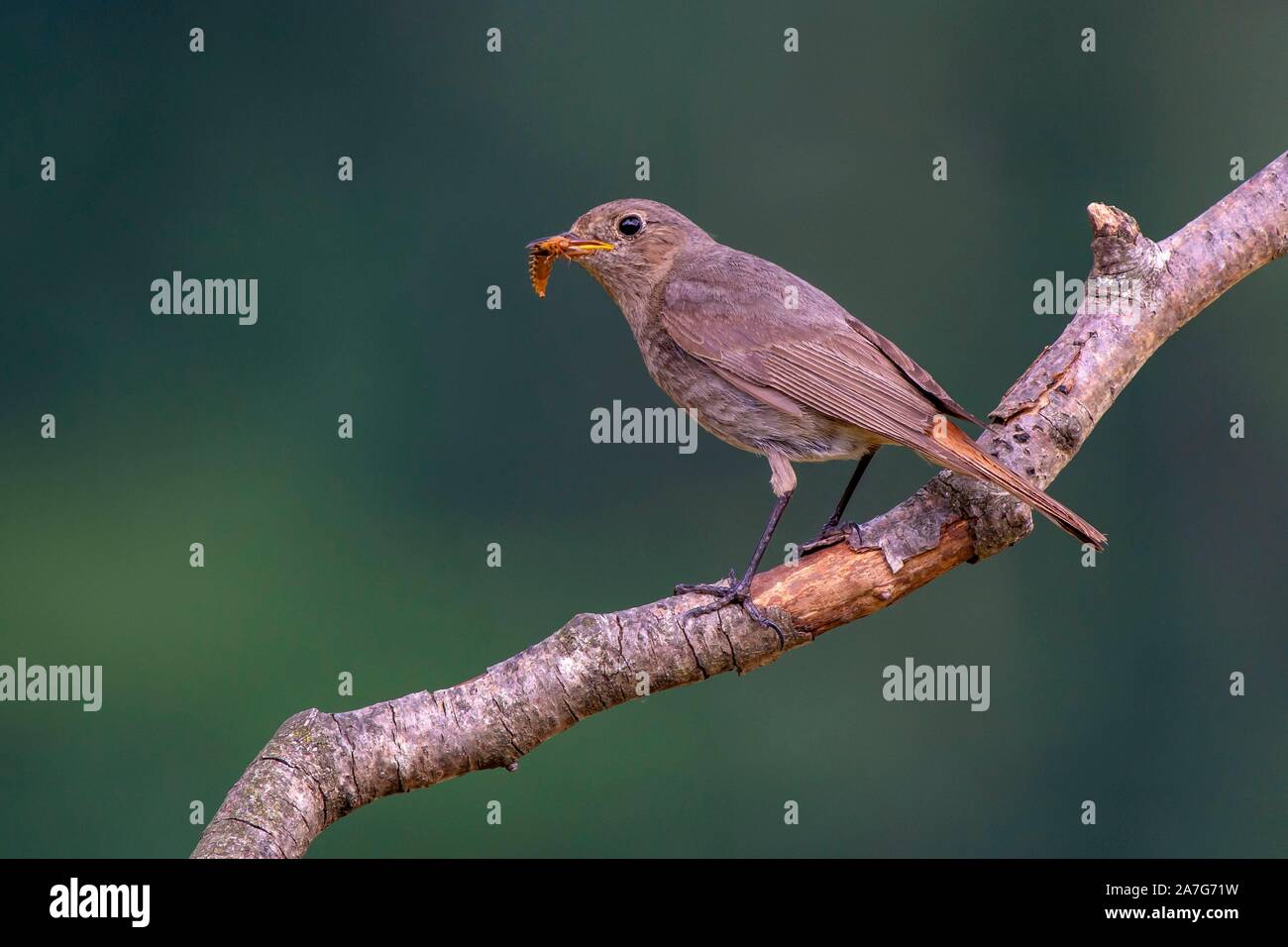 House redstart (Phoenicurus ochruros) sits on a branch, has food in his beak, female, St. Margarethen, Tyrol, Austria Stock Photo