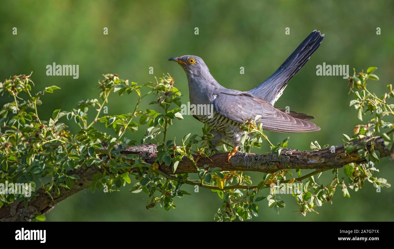 Common cuckoo (Cuculus canorus), male, sitting on a branch, Limbach, Burgenland, Austria Stock Photo