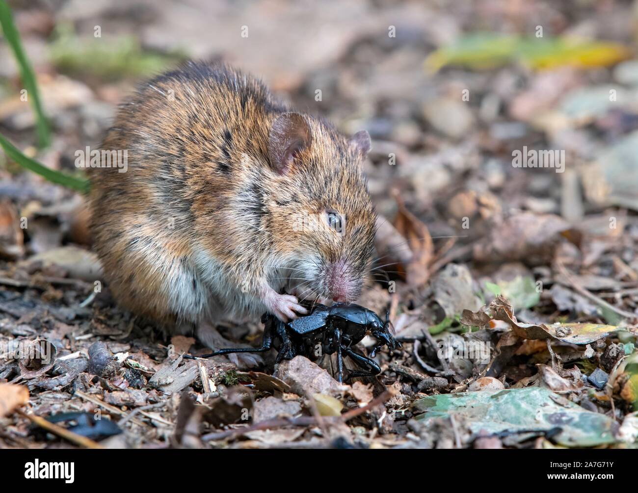 Striped field mouse (Apodemus agrarius), eats a beetle, Neudau, Burgenland, Austria Stock Photo