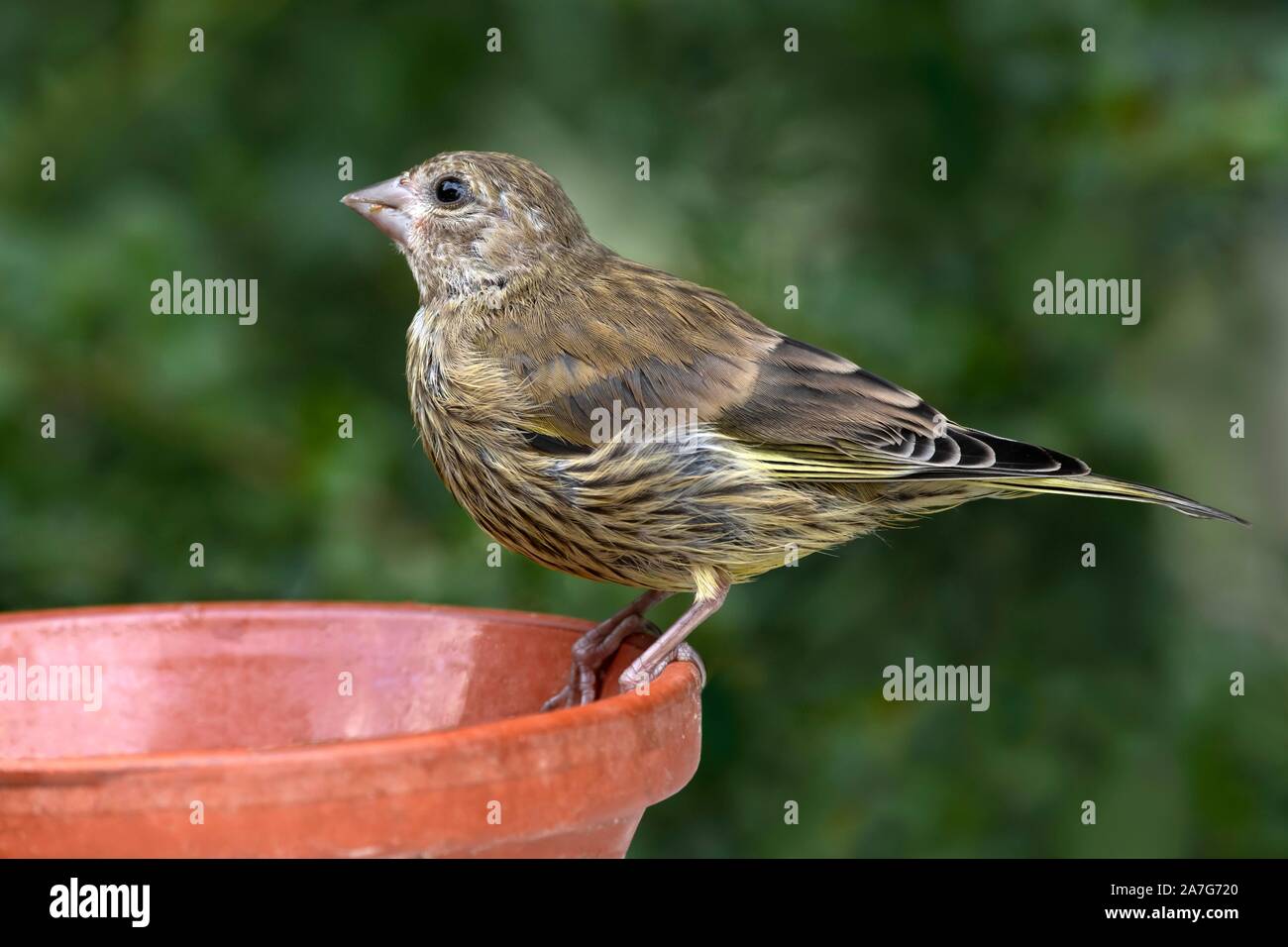 European greenfinch (Chloris chloris), young bird, sits on food bowl