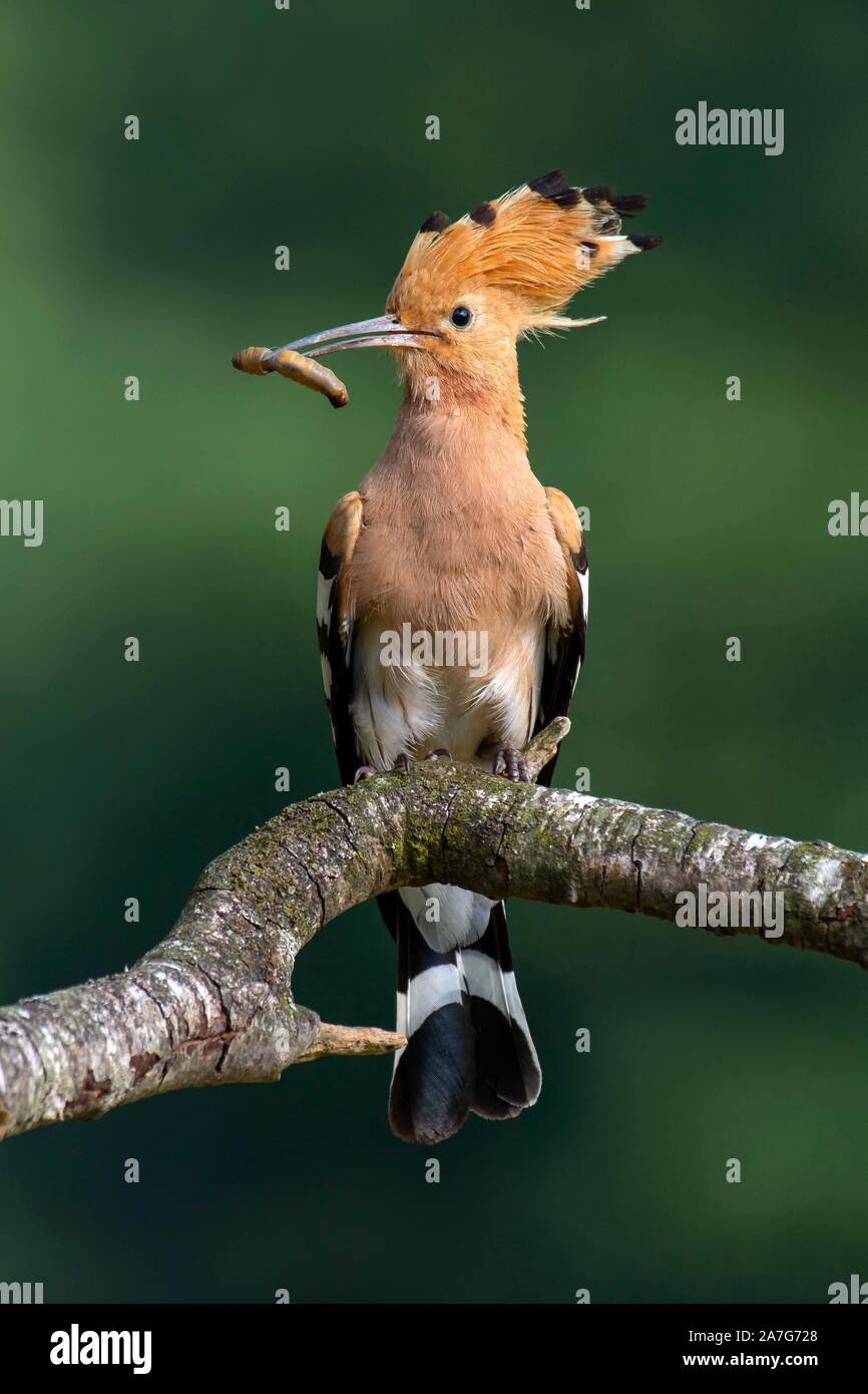 Hoopoe (Upupa epops) sits on a branch, has food in his beak, Tyrol, Austria Stock Photo