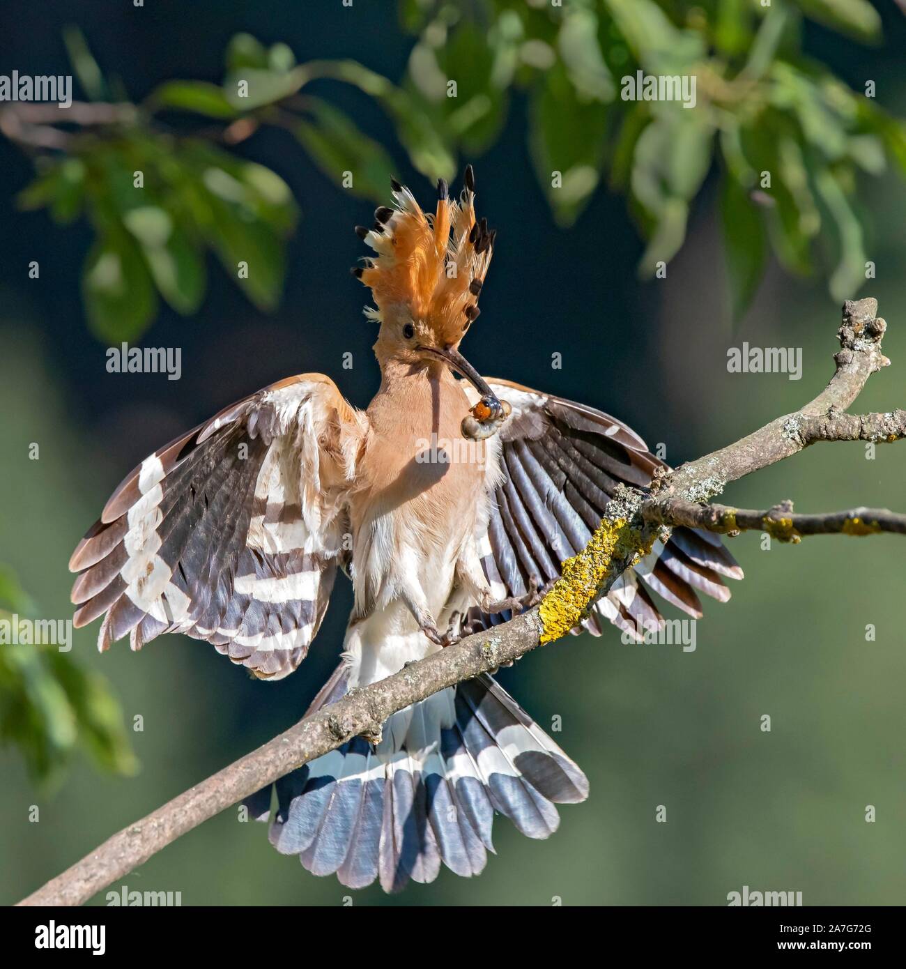 Hoopoe (Upupa epops) landing on a branch with food in the beak, Tyrol, Austria Stock Photo