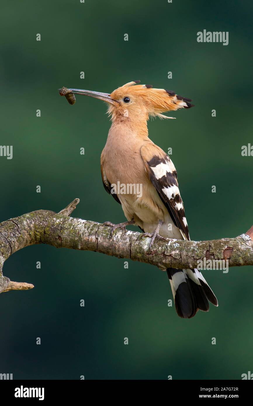 Hoopoe (Upupa epops) sits on a branch, has food in his beak, Tyrol, Austria Stock Photo