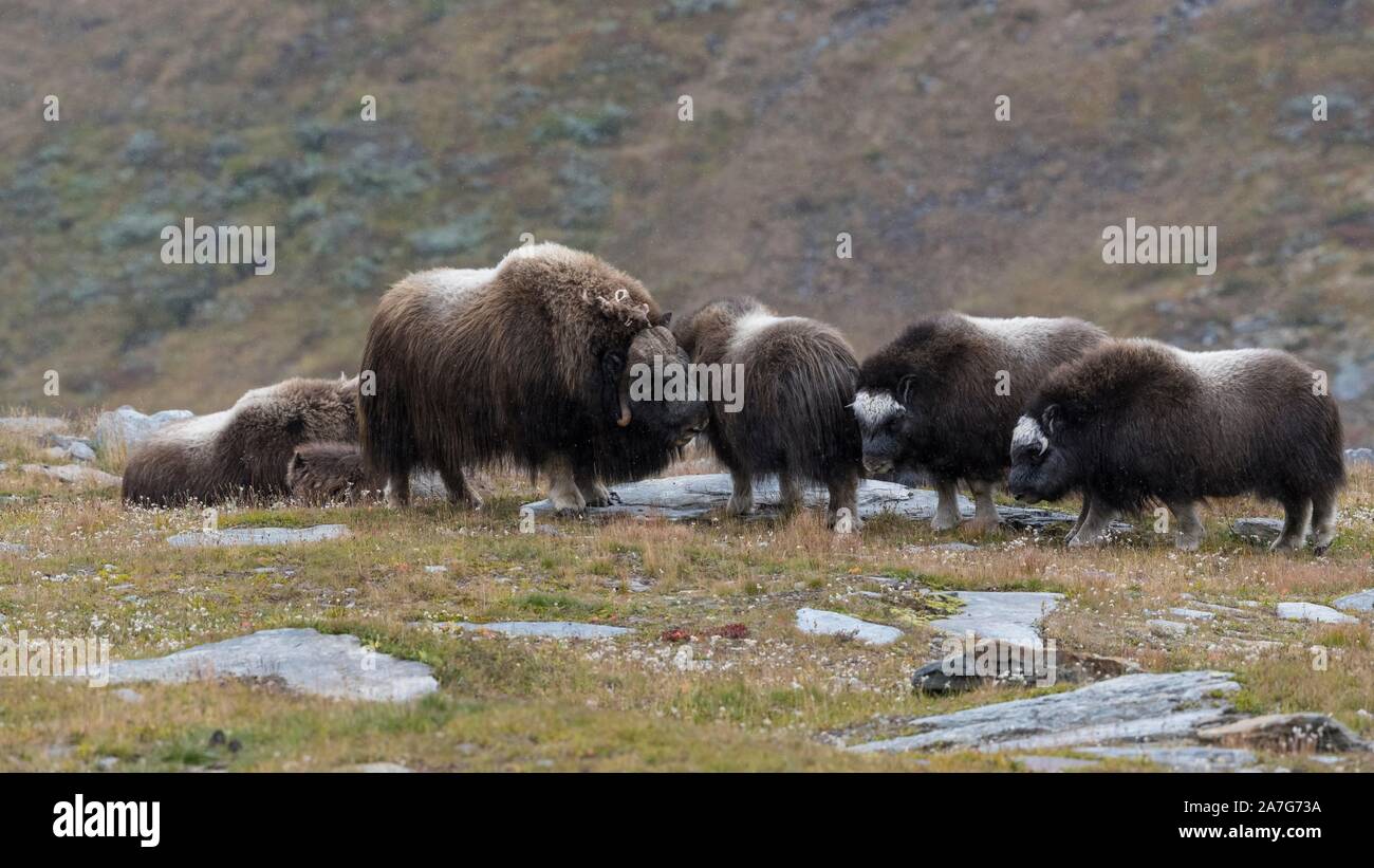 Musk oxes (Ovibos moschatus) in autumn landscape, Fjall, Herd, Dovrefjell-Sunndalsfjella National Park, Norway Stock Photo