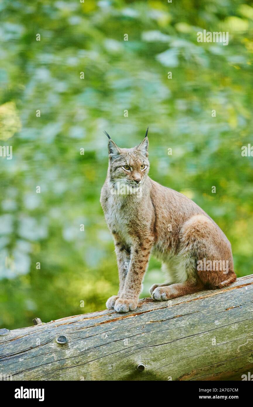 Eurasian lynx (Lynx lynx), sitting on a fallen tree, captive, Bavaria ...