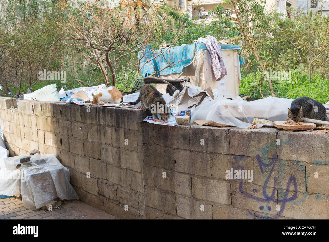 Stray cats being fed in the Manara district of Beirut, Lebanon Stock