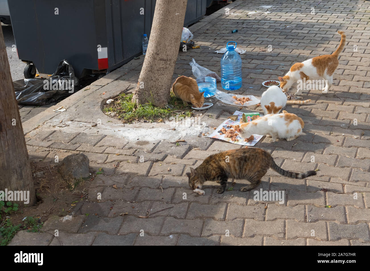 Stray cats being fed in the Manara district of Beirut, Lebanon Stock