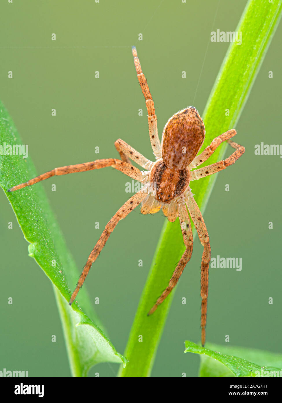 mature male crab spider, Philodromus species, climbing on a plant stem. Vertical. These