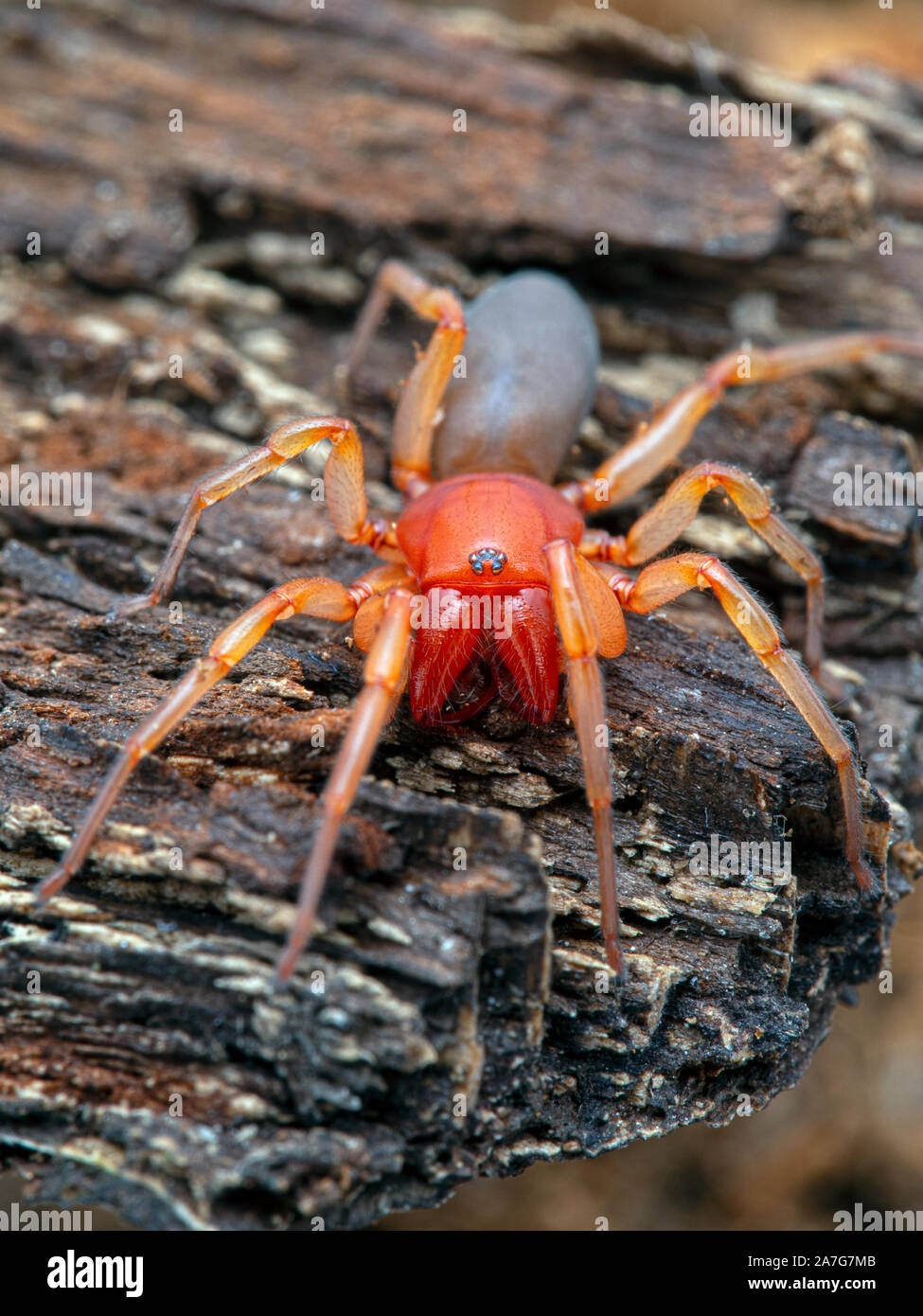 brightly colored woodlouse spider, Dysdera crocata, facing the camera on bark. Vertical. These spiders have very long fangs and six eyes rather than e Stock Photo