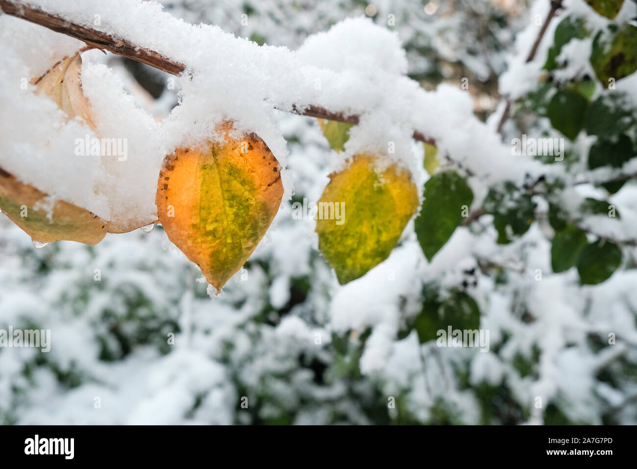 branch with yellow and green leaves in late autumn or early winter under snow after the first snowfall Stock Photo