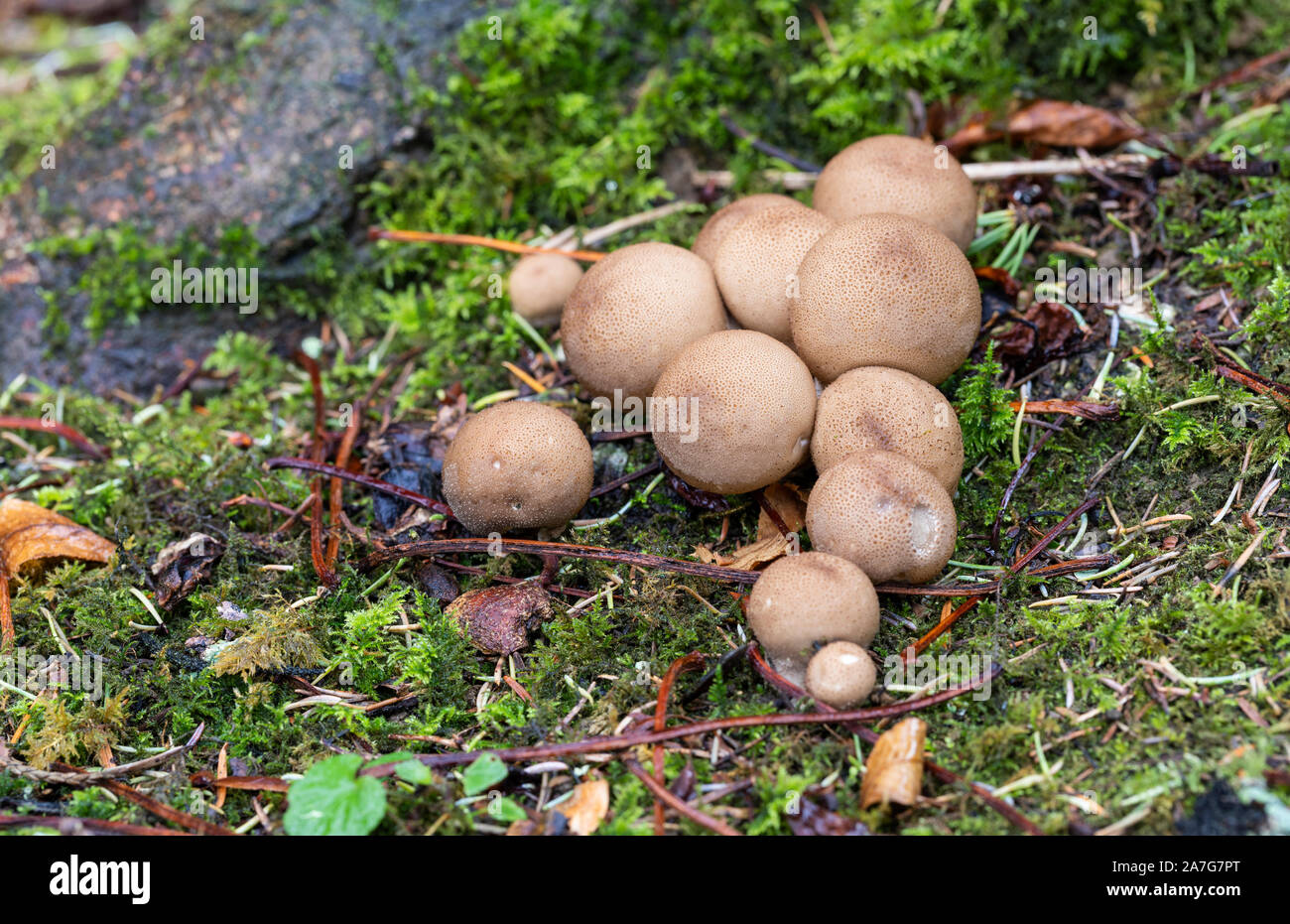 Puff ball mushroom uk hi-res stock photography and images - Alamy