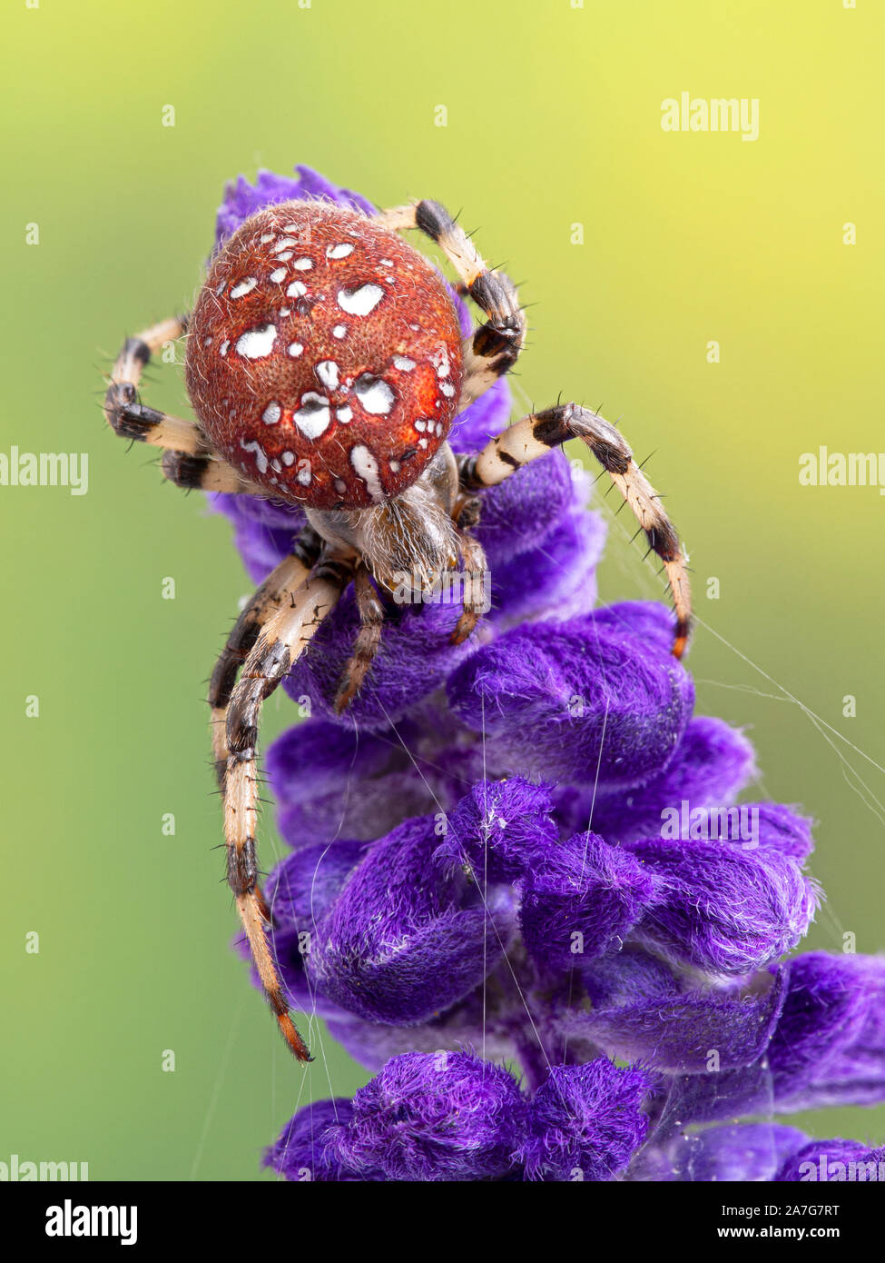 Brightly coloured female shamrock orbweaver spider, Araneus trifolium on asalvia (meadow sage) flower. These spiders exhibit a great range in differen Stock Photo