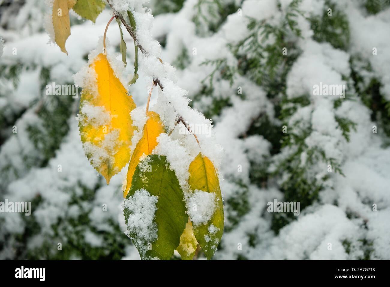 A beautiful branch of a cherry tree in autumn with yellow leaves in late autumn or early winter under snow. Frosty day after the first snowfall. Stock Photo