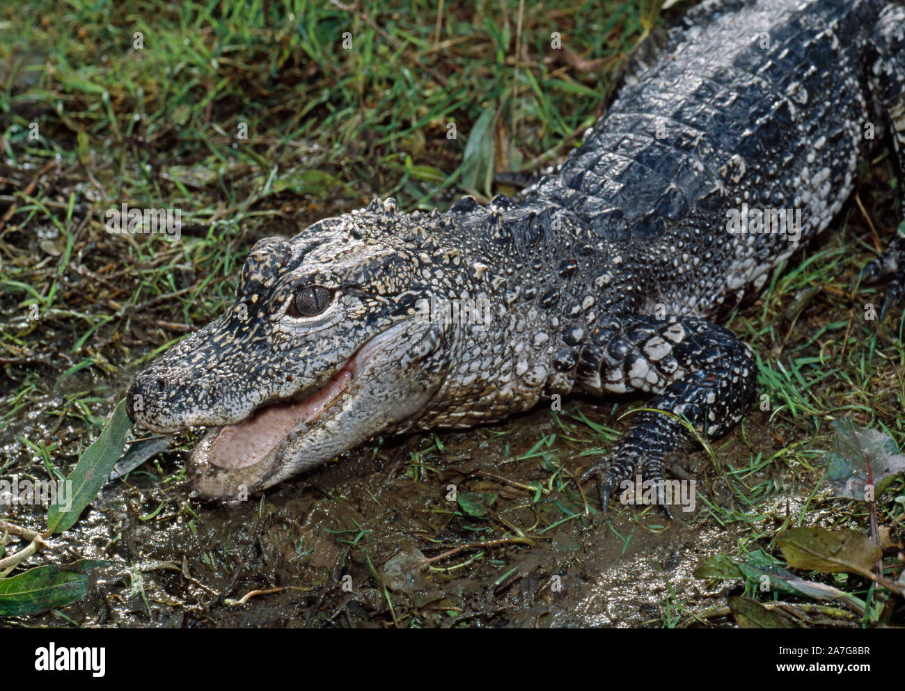 CHINESE ALLIGATOR  (Alligator sinensis). Forebody Head detail. On land. Open jaws Eye contact Sunlight. Cold blooded. Basking. Thermoregulation. RARE. Stock Photo