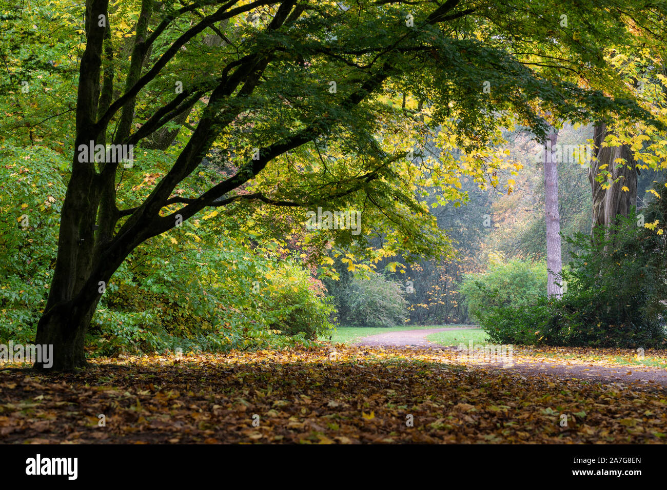 Path through the Autumn woodland in Westonbirt Arboretum - The National Arboretum, Gloucestershire, England, UK Stock Photo