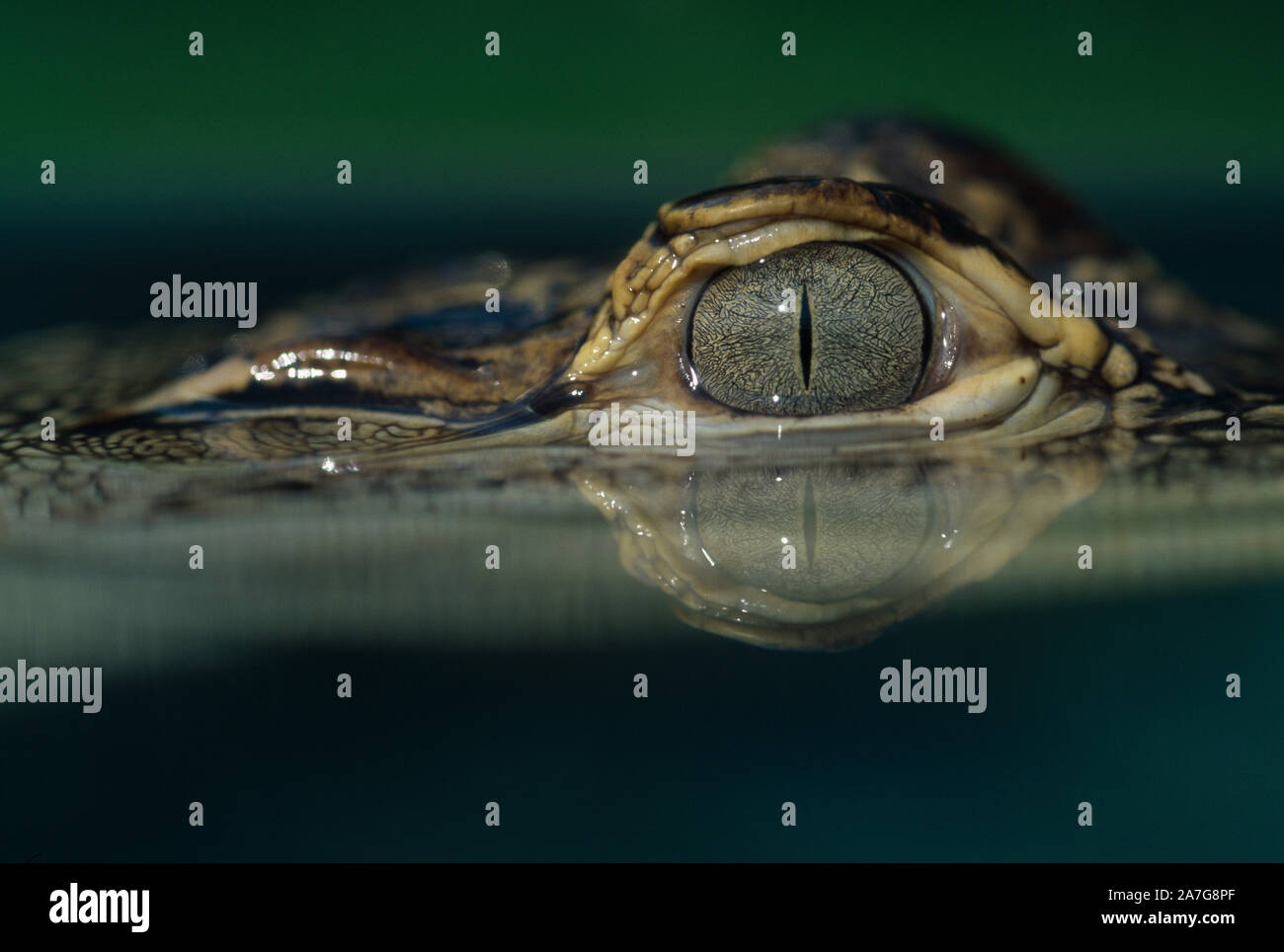 AMERICAN ALLIGATOR  (Alligator mississipiensis). Eye detail on the water surface. Stock Photo