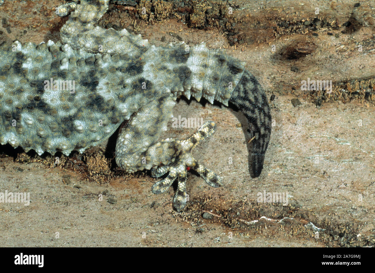 MOORISH GECKO  (Tarentola mauritanica). Autotomy. Close-up of regenerating tail. Original lost by perceived predatory action. Reflex action  response. Stock Photo