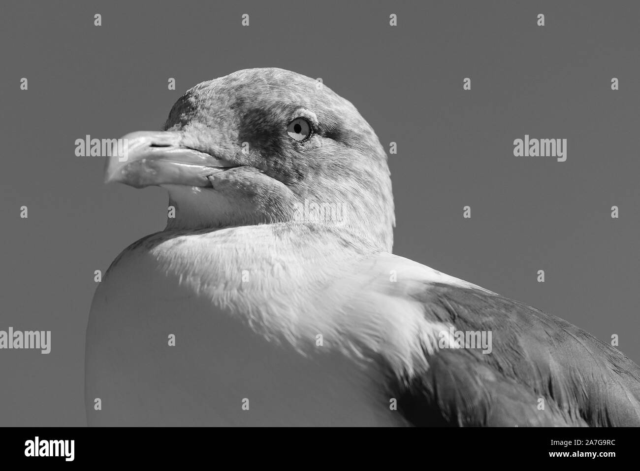 Seagull portrait against sea shore. Close up view Stock Photo
