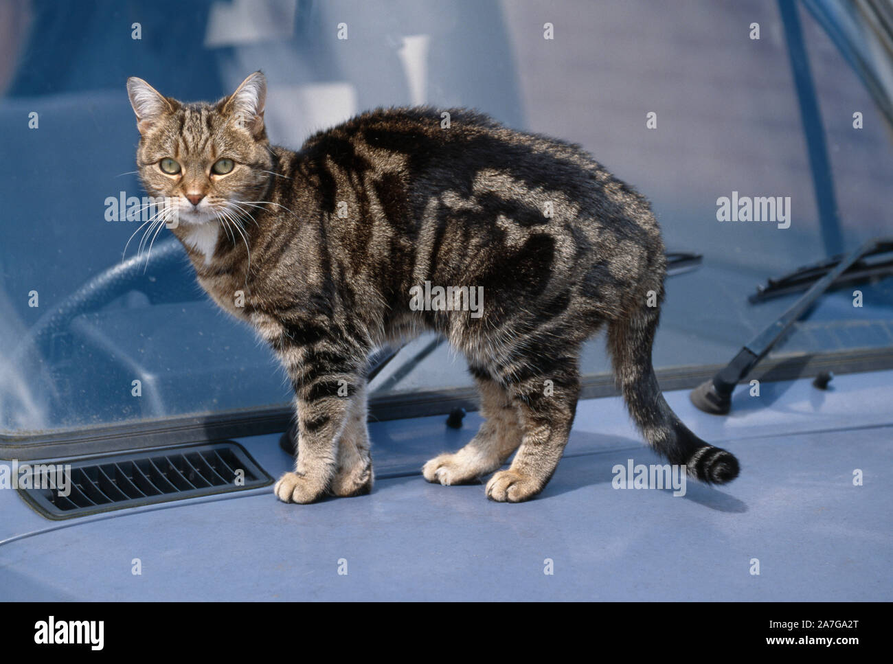 Domestic, pet, TABBY CAT  standing on bonnet of a car Stock Photo