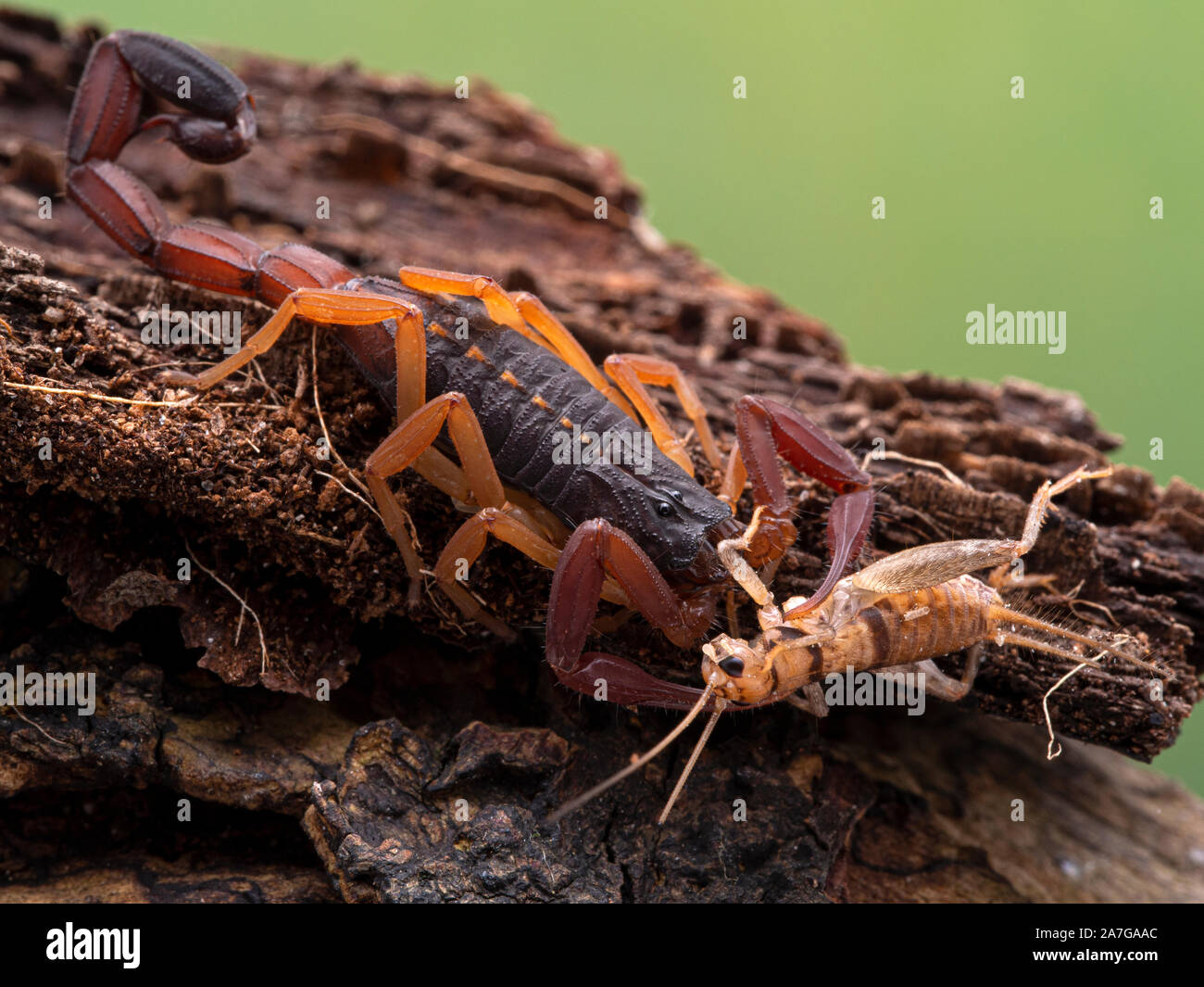 Brown Bark Scorpion High Resolution Stock Photography and Images Alamy