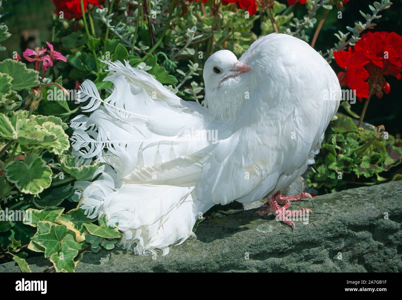 White pigeon on red hi res stock photography and images Alamy