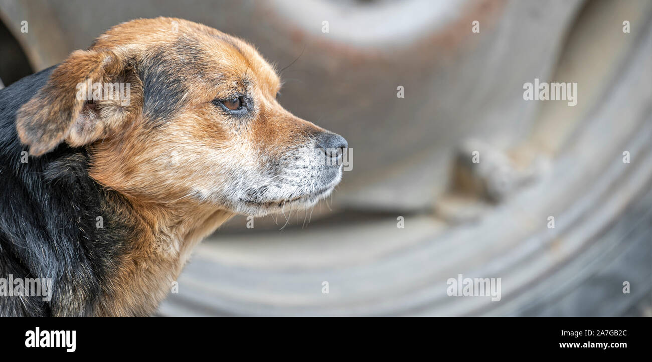 The old orange and black dog was staring at something in front of him