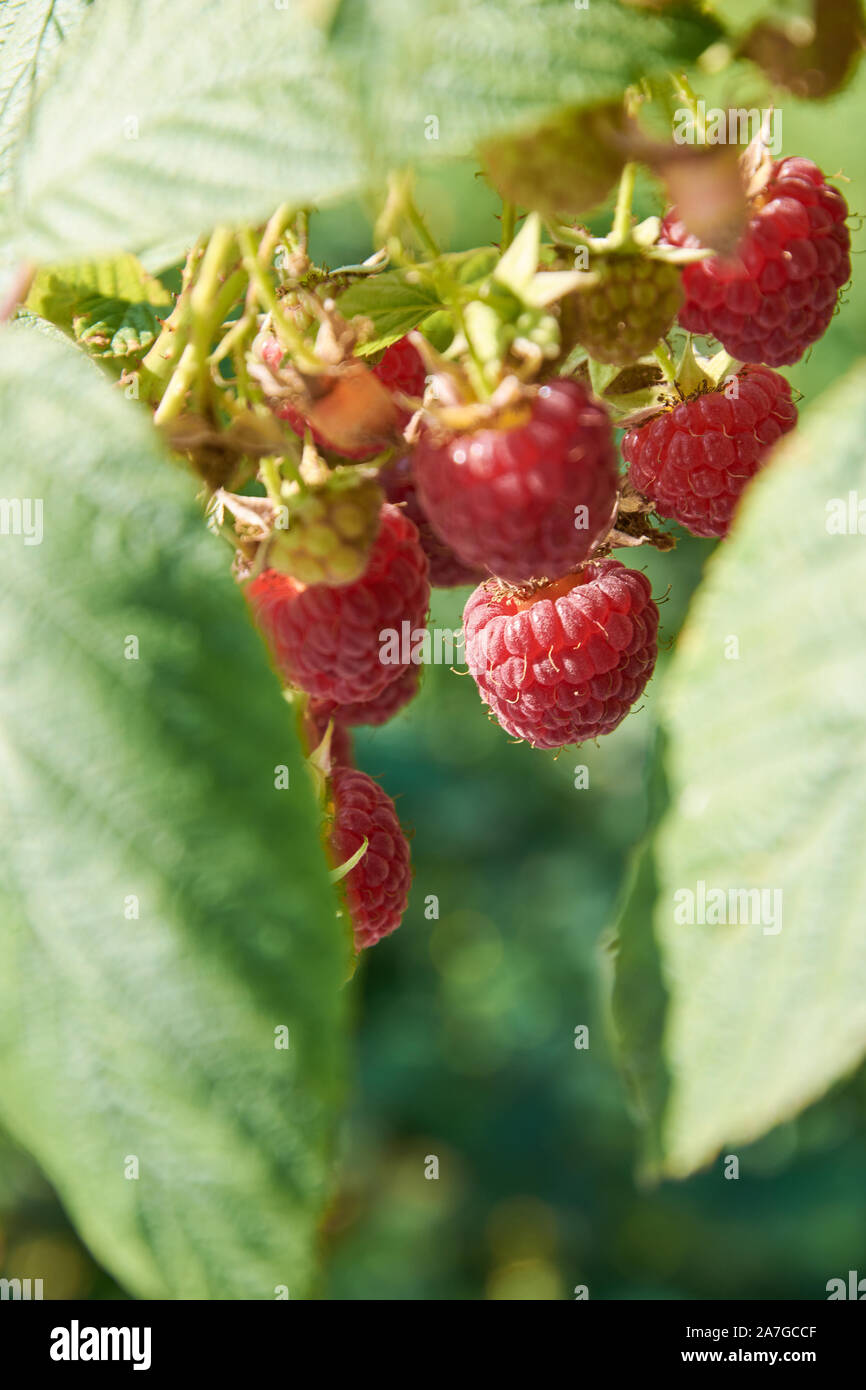 Branch of fall-bearing raspberry with many red berries Stock Photo - Alamy