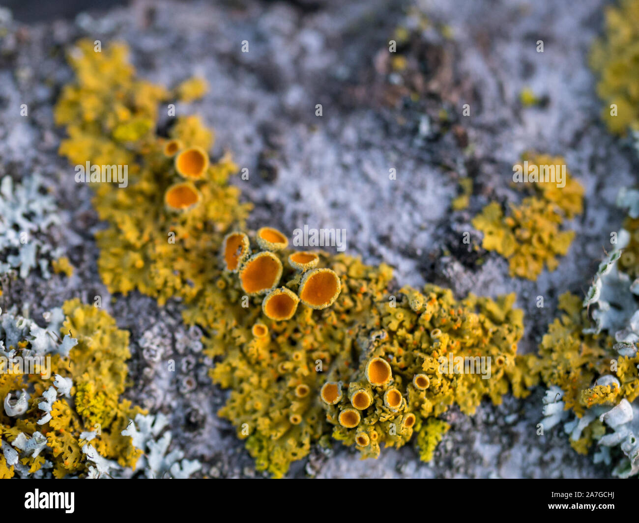 Common orange lichen growing on rock macro shot Stock Photo Alamy