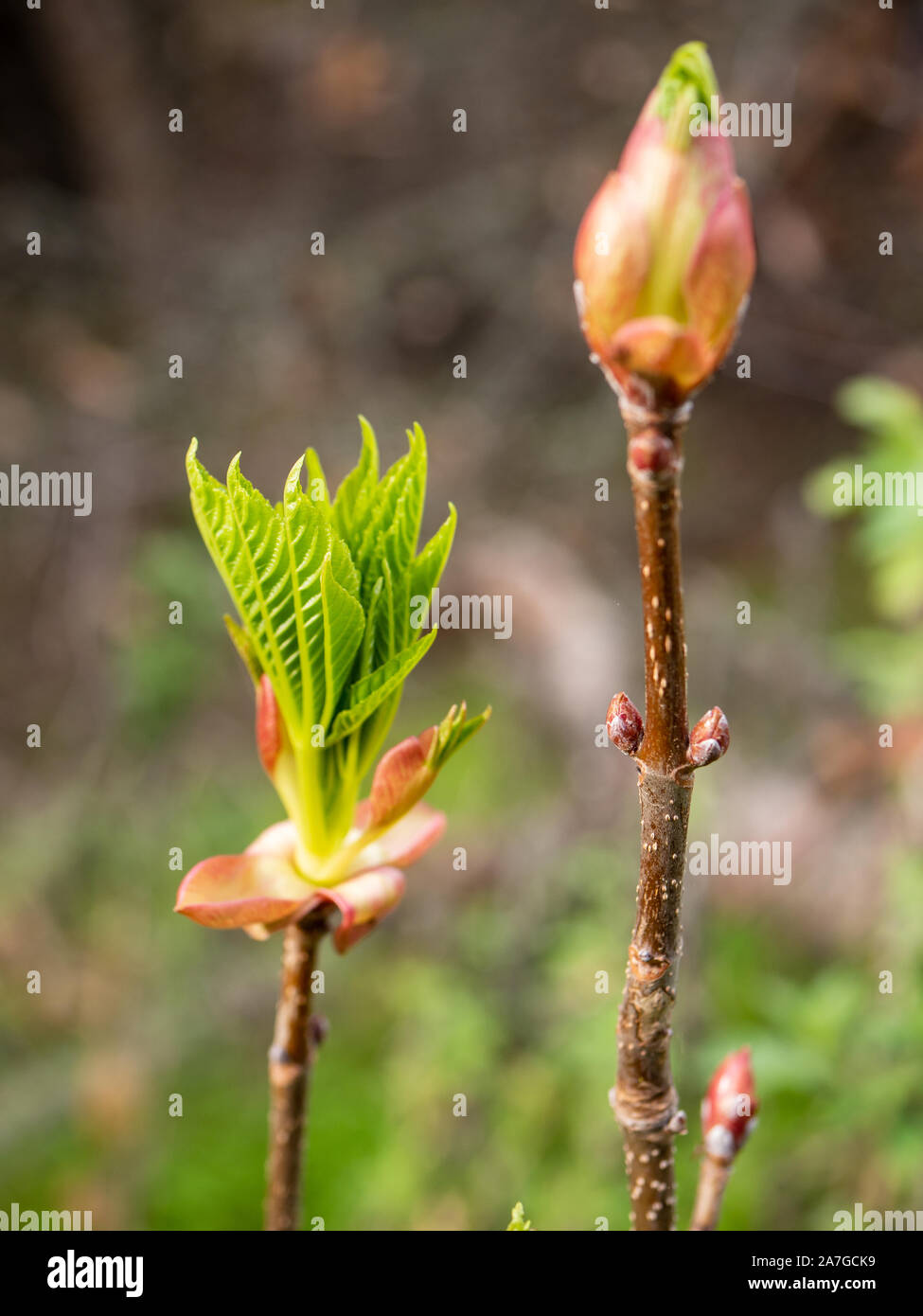California buckeye tree hi-res stock photography and images - Alamy