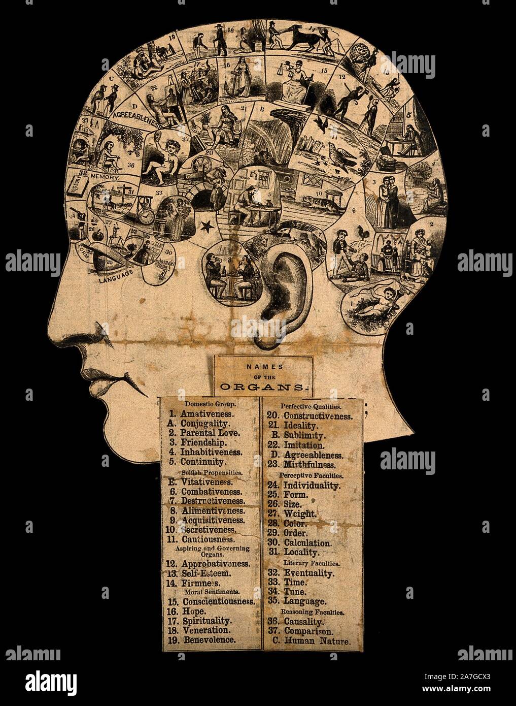1850/'s Franz Joseph Gall Examination II Caricature Anatomy Phrenology Poster