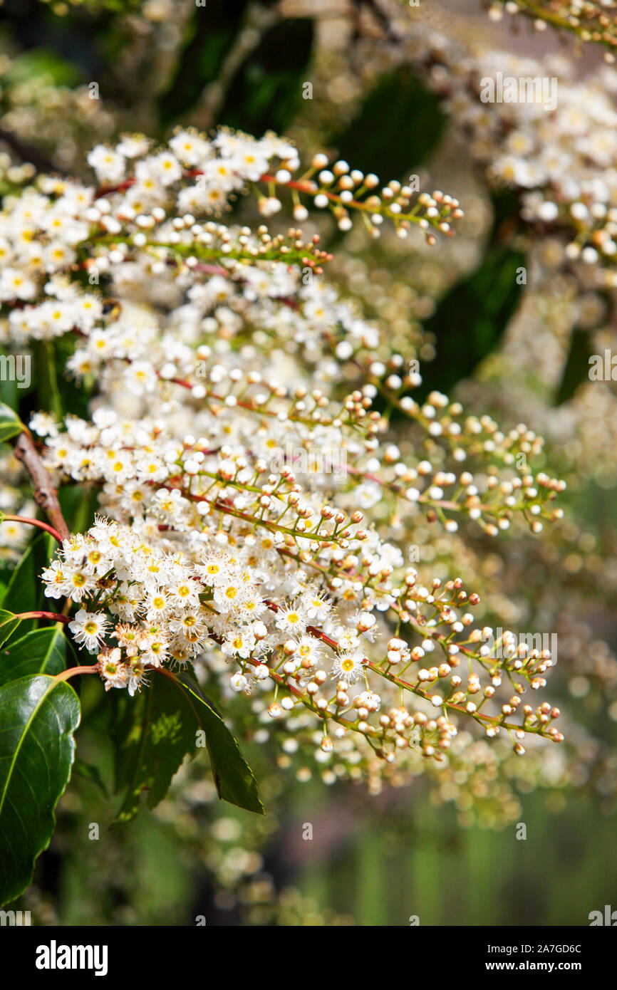 Viewed here is the blossom of the Portuguese Laurel tree, it's Latin name being that of Prunus Lusitania. Stock Photo
