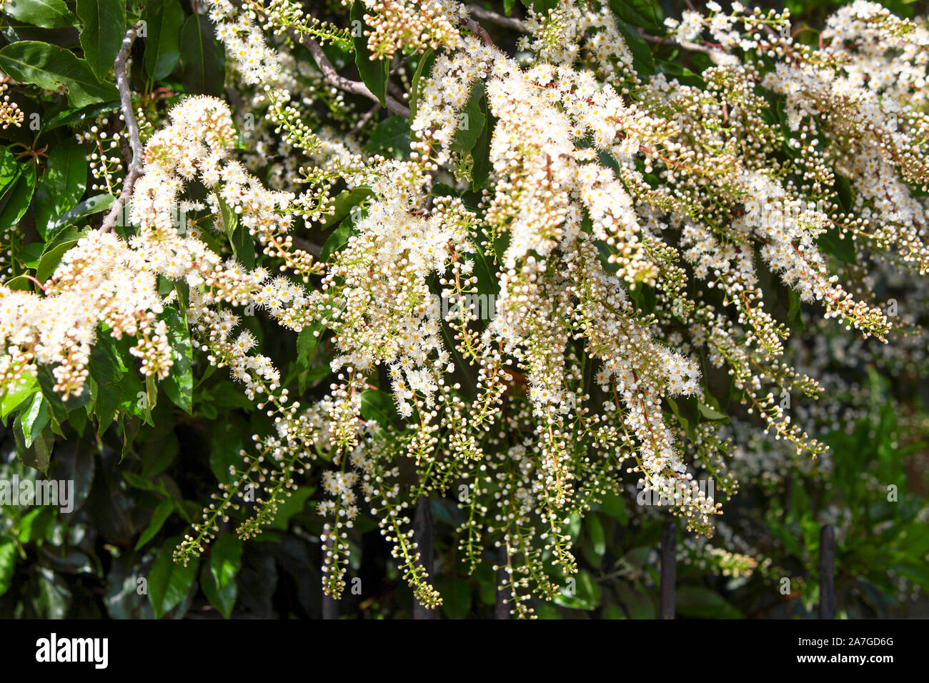 Viewed here is the blossom of the Portuguese Laurel tree, it's Latin name being that of Prunus Lusitania. Stock Photo