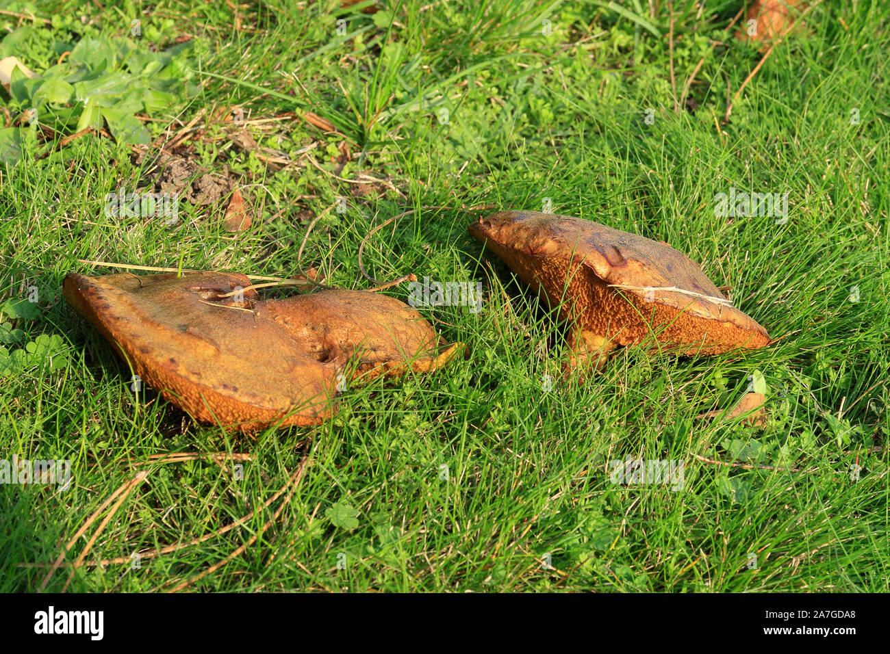 A pair of Jersey cow mushrooms Stock Photo