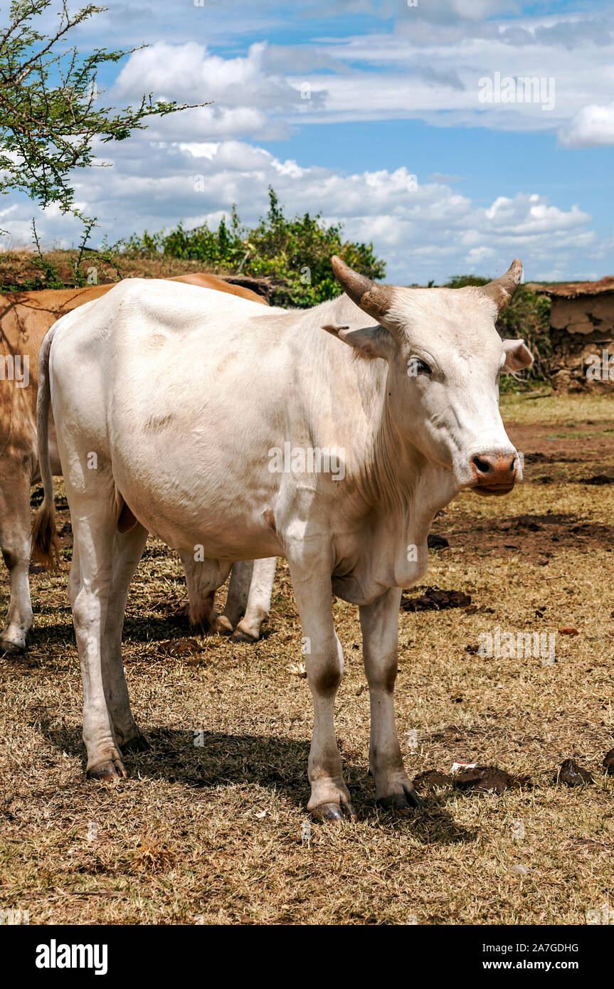 Cows from the Masai Mara village in Kenya Stock Photo Alamy