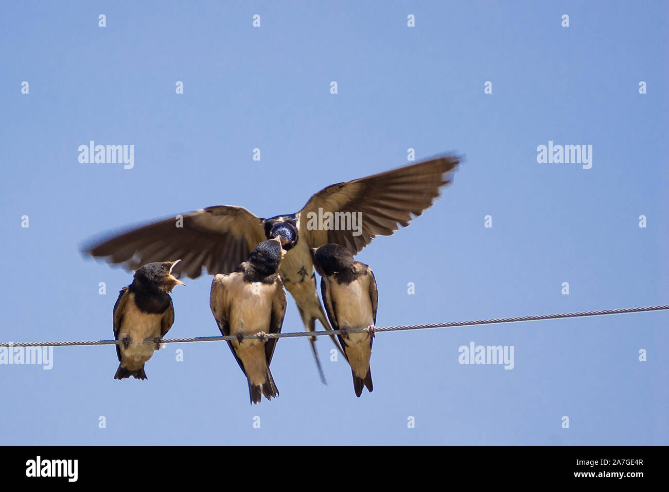 Drei junge Schwalben werden im Flug gefuettert. Zum hinsetzen bleibt keine Zeit. Stock Photo
