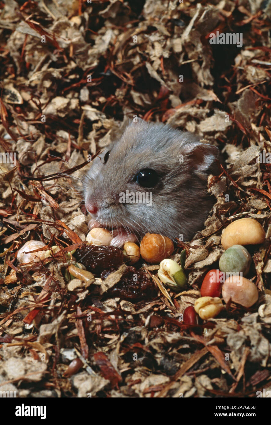 CAMPBELL'S RUSSIAN DWARF HAMSTER Phodopus sungorous cambelli.  Pet specimen, emerging from substrate bedding, to feed. Stock Photo
