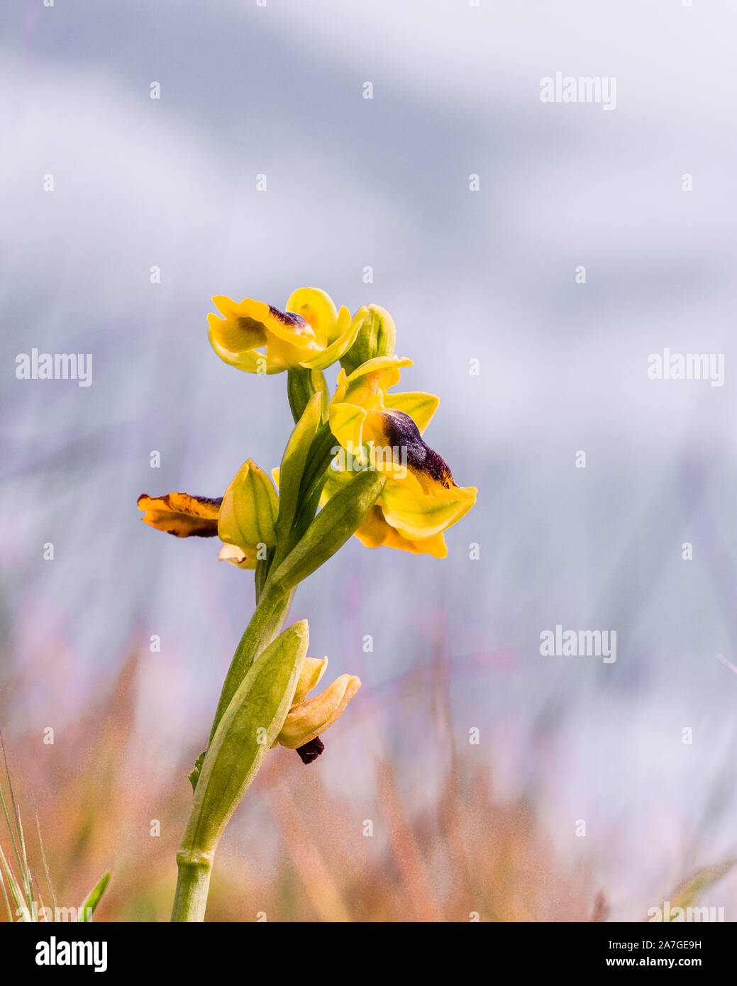 Seltene Wiesenorchidee - Gelbe Ragwurz (Ophrys lutea) Stock Photo
