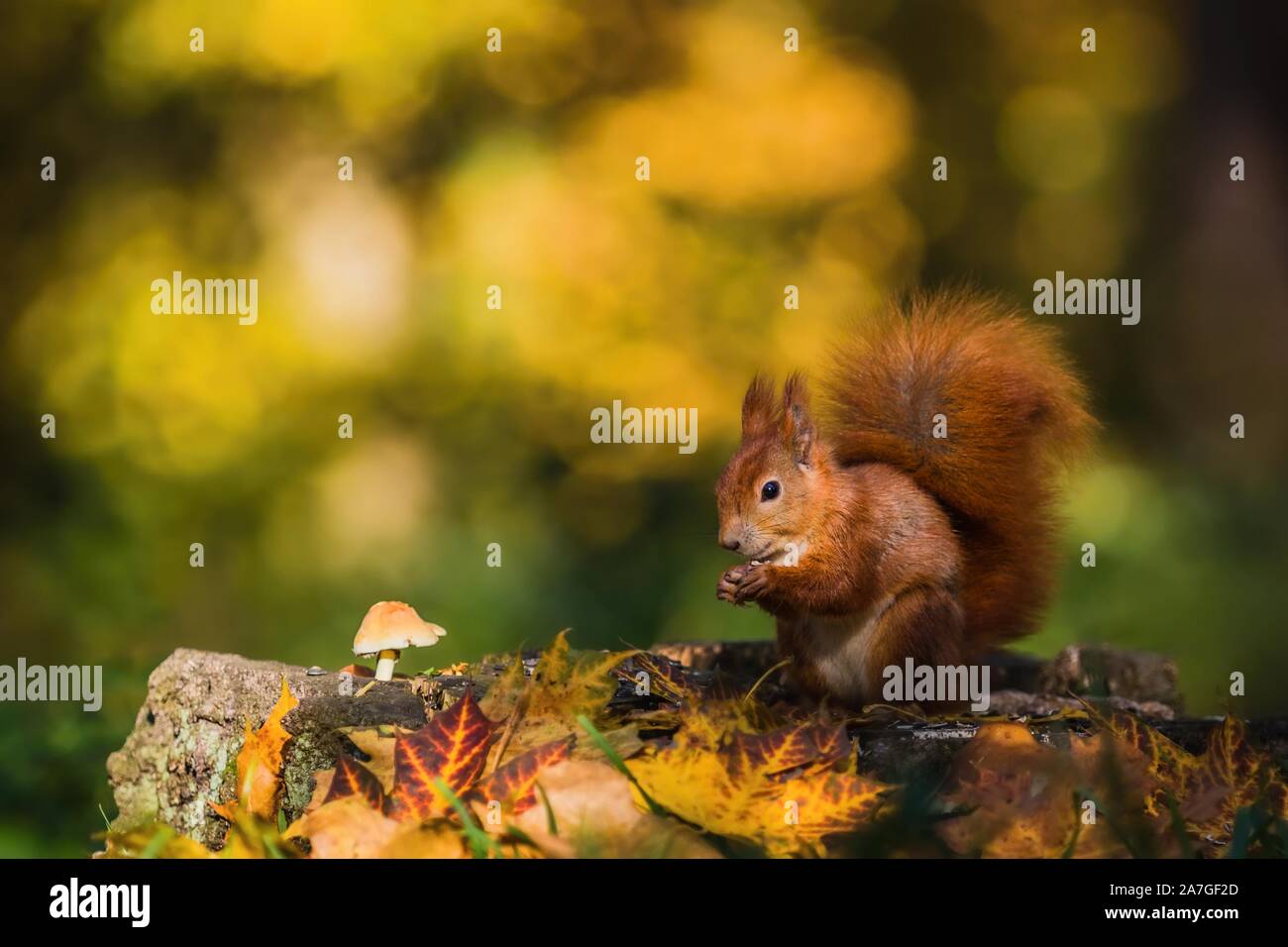 Cute red Eurasian squirrel with fluffy tail sitting on a tree stump covered with colorful leaves and a mushroom feeding on seeds. Sunny autumn day. Stock Photo