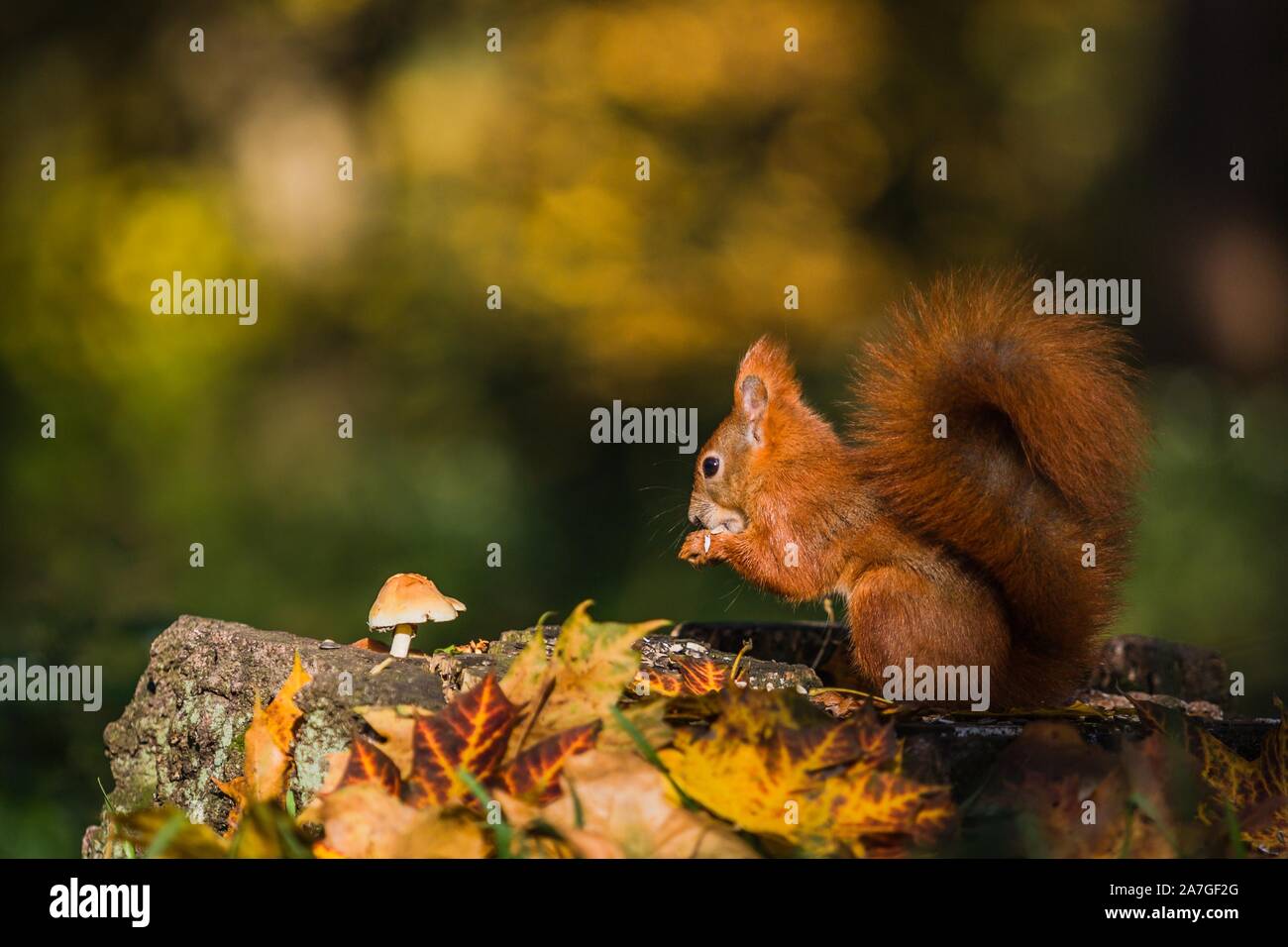 Portrait of red Eurasian squirrel with fluffy tail sitting on a tree stump covered with colorful leaves and a mushroom feeding on seeds. Sunny autumn. Stock Photo
