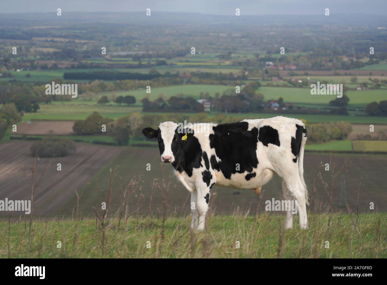 Sussex dairy farming hi-res stock photography and images - Alamy